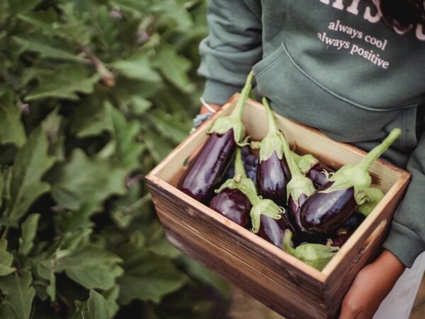 crop ethnic farmer with eggplants in box on plantation